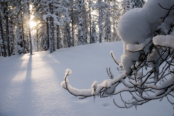 Snow-covered pine forest near Ylläs in Lapland, Arctic Finland