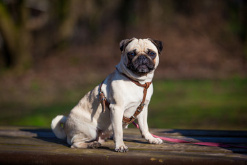 Fototapeta premium Pug dog. dog portrait