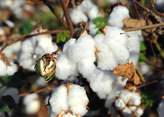 Arkansas Cotton Boll and Bud