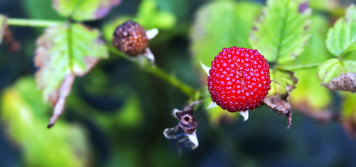 Mature fruit of the roseleaf bramble in the forest