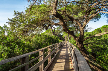 Fototapeta na wymiar Wooden bridge in the middle of nature