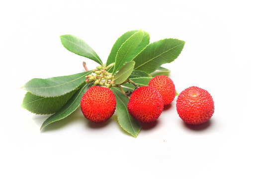 corbezzolo su sfondo bianco