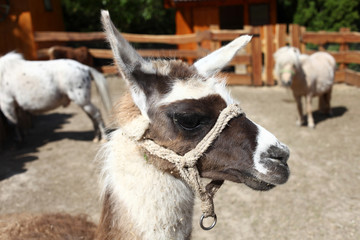 Cute lama with rope harness © Alyona