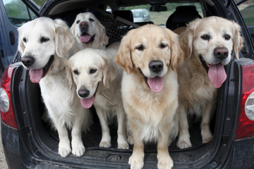 Golden Retrievers in the trunk