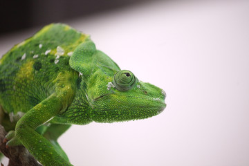 Green chameleon