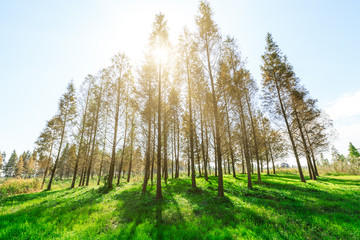 Obraz premium Woods landscape in the fall