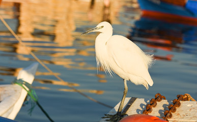 The Great Egret ( Ardea alba ). White heron standing on a boat in marina