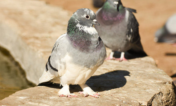 Pigeon standing on a wall, isolated, closeup.