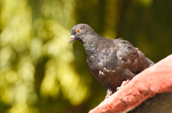 Pigeon standing on a roof, isolated, closeup.