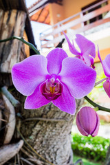 orquídea color lila, Cattleya lueddemanniana