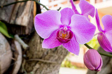orquídea lila, Cattleya lueddemanniana