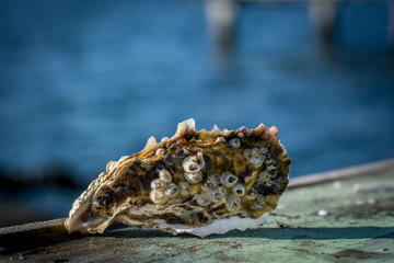 Fresh oyster