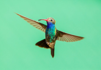 Fototapeta premium Broad Billed Hummingbird. Using different backgrounds the bird becomes more interesting and blends with the colors. These birds are native to Mexico and brighten up most gardens where flowers bloom.
