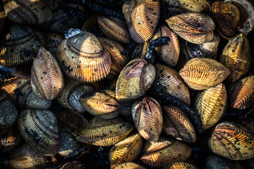 Torigai clam (cockle) farming.