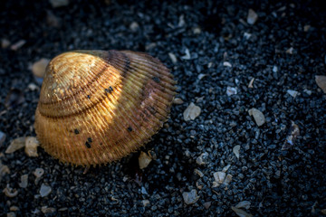 Torigai clam (cockle) farming.