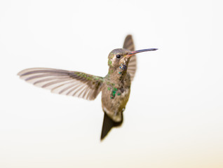Broad Billed Hummingbird. Using different backgrounds the bird becomes more interesting and blends with the colors. These birds are native to Mexico and brighten up most gardens where flowers bloom.