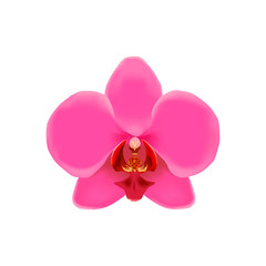 Realistic illustration of pink orchid.