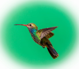 Broad Billed Hummingbird. Using different backgrounds the bird becomes more interesting and blends with the colors. These birds are native to Mexico and brighten up most gardens where flowers bloom.