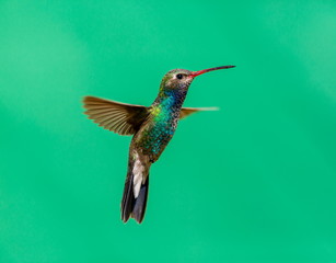 Broad Billed Hummingbird. Using different backgrounds the bird becomes more interesting and blends with the colors. These birds are native to Mexico and brighten up most gardens where flowers bloom.