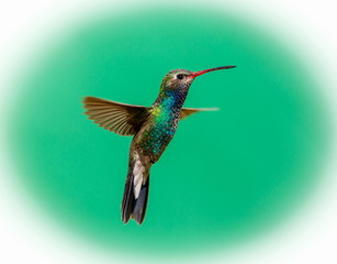 Fototapeta premium Broad Billed Hummingbird. Using different backgrounds the bird becomes more interesting and blends with the colors. These birds are native to Mexico and brighten up most gardens where flowers bloom.