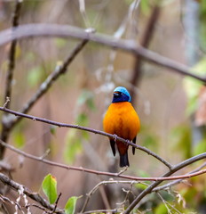 The elegant or blue-hooded euphonia is a species of bird in the Fringillidae family. It is found in Belize, Costa Rica, El Salvador, Guatemala, Honduras, Mexico, Nicaragua, and Panama.