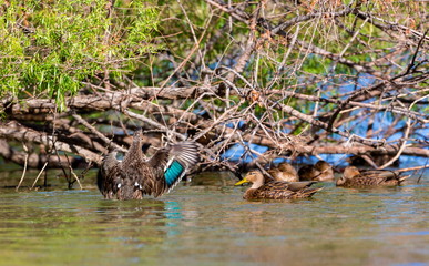 The Mexican duck is a dabbling duck in the genus Anas which breeds in Mexico and the southern United States. Most of the population is resident, some northern birds migrate south to Mexico in winter.