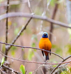 The elegant or blue-hooded euphonia is a species of bird in the Fringillidae family. It is found in Belize, Costa Rica, El Salvador, Guatemala, Honduras, Mexico, Nicaragua, and Panama.