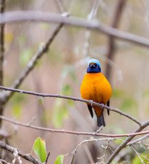 The elegant or blue-hooded euphonia is a species of bird in the Fringillidae family. It is found in Belize, Costa Rica, El Salvador, Guatemala, Honduras, Mexico, Nicaragua, and Panama.