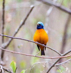 The elegant or blue-hooded euphonia is a species of bird in the Fringillidae family. It is found in Belize, Costa Rica, El Salvador, Guatemala, Honduras, Mexico, Nicaragua, and Panama.