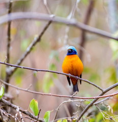 The elegant or blue-hooded euphonia is a species of bird in the Fringillidae family. It is found in Belize, Costa Rica, El Salvador, Guatemala, Honduras, Mexico, Nicaragua, and Panama.
