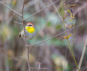 Rufous Capped Warbler in the cloud forests of Mexico.