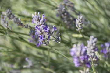lavande en gros plan dans un champ