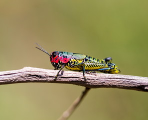 Painted grasshopper or horse lubber grasshoppers, are found in the grasslands of central Mexico. Grasshoppers of Mexico.