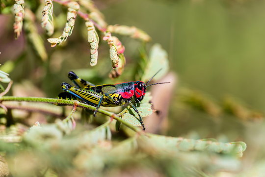 Painted grasshopper or horse lubber grasshoppers, are found in the grasslands of central Mexico. Grasshoppers of Mexico.