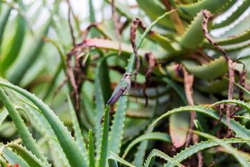 Broad Billed Hummingbird. Using different backgrounds the bird becomes more interesting and blends with the colors. These birds are native to Mexico and brighten up most gardens where flowers bloom.