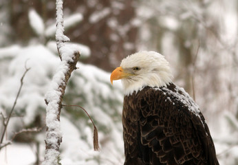 Bald Eagle