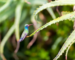 Broad Billed Hummingbird. Using different backgrounds the bird becomes more interesting and blends with the colors. These birds are native to Mexico and brighten up most gardens where flowers bloom.