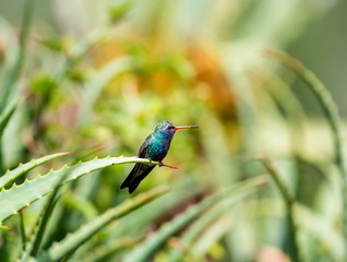 Broad Billed Hummingbird. Using different backgrounds the bird becomes more interesting and blends with the colors. These birds are native to Mexico and brighten up most gardens where flowers bloom.
