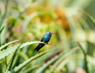 Broad Billed Hummingbird. Using different backgrounds the bird becomes more interesting and blends with the colors. These birds are native to Mexico and brighten up most gardens where flowers bloom.