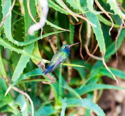 Fototapeta premium Broad Billed Hummingbird. Using different backgrounds the bird becomes more interesting and blends with the colors. These birds are native to Mexico and brighten up most gardens where flowers bloom.