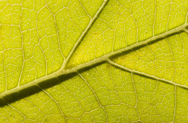 Fall Leaf Close Up 14