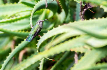 Broad Billed Hummingbird. Using different backgrounds the bird becomes more interesting and blends with the colors. These birds are native to Mexico and brighten up most gardens where flowers bloom.