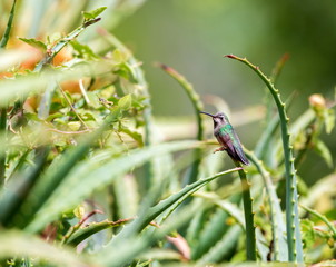 Broad Billed Hummingbird. Using different backgrounds the bird becomes more interesting and blends with the colors. These birds are native to Mexico and brighten up most gardens where flowers bloom.