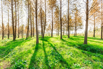 Woods landscape in the fall