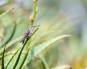 Broad Billed Hummingbird. Using different backgrounds the bird becomes more interesting and blends with the colors. These birds are native to Mexico and brighten up most gardens where flowers bloom.