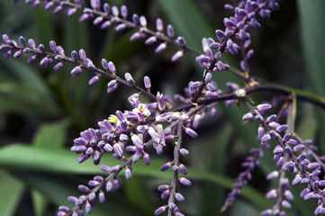 Slender palm lily in bloom on the green background
