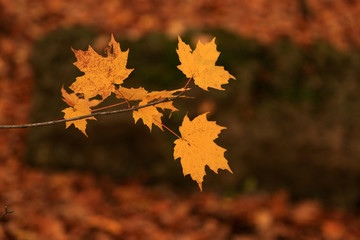 Maple Leaves in the Fall