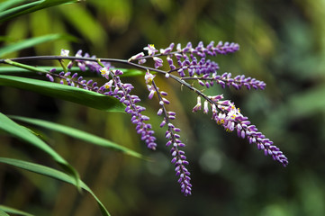 Slender palm lily in bloom on the green background