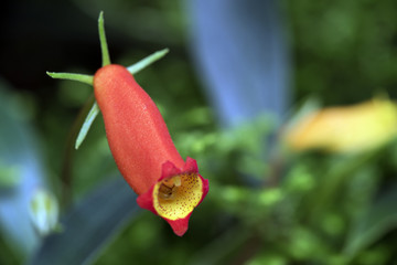 Seemannia, Seemannia sylvatica, flower of the Gesneriaceae family originating in Northern of South America - Sao Paulo, SP, Brazil- March 26, 2016