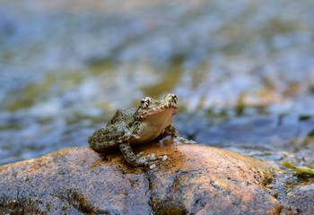 カジカガエル